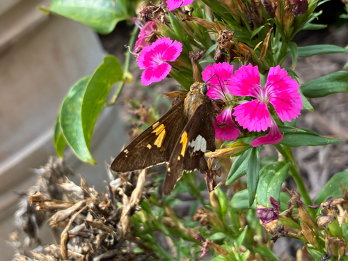 Silver-spotted Skipper