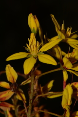 Galphimia multicaulis