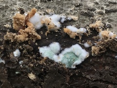 Trichoderma stilbohypoxyli