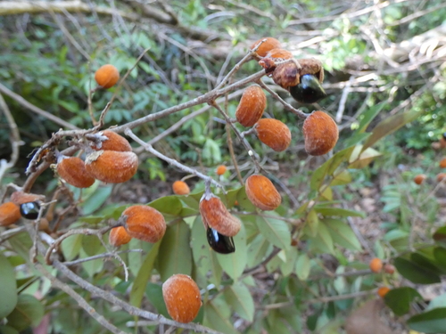 Cnestidium rufescens observed 2020-04-20