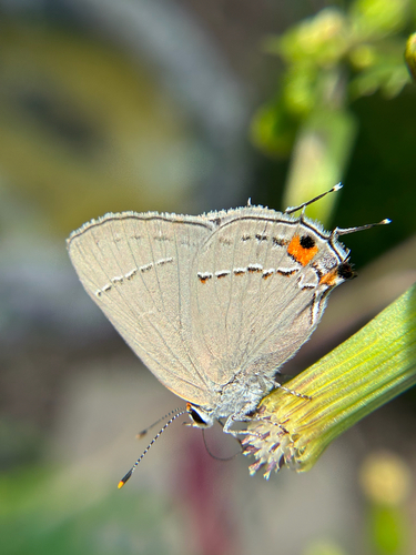 Gray Hairstreak
