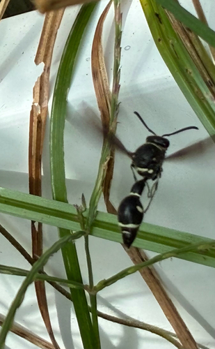 Fraternal Potter Wasp