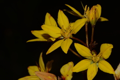 Galphimia multicaulis