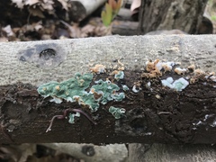 Trichoderma stilbohypoxyli