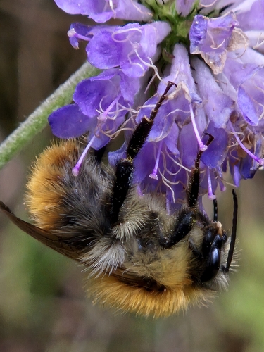 Common Carder Bumble Bee