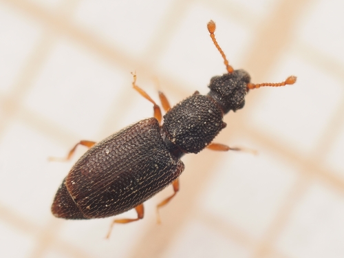 Monotoma picipes