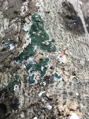 Trichoderma stilbohypoxyli