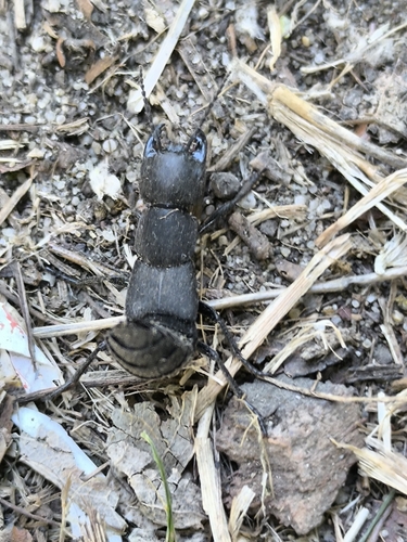 Devil's Coach Horse Beetle
