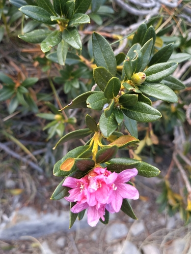 Rusty-leaved Alpenrose