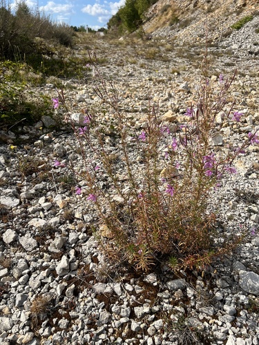 Rosemary-leaved Willowherb