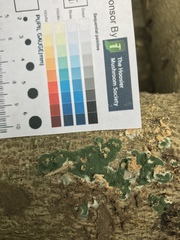 Trichoderma stilbohypoxyli