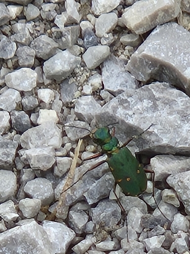 Green Tiger Beetle