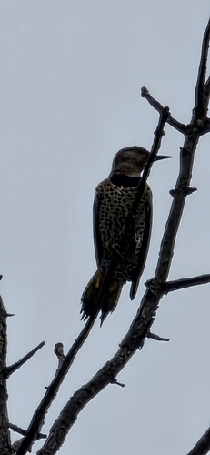 Northern Flicker