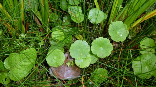 Hydrocotyle vulgaris, photograph 6