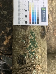 Trichoderma stilbohypoxyli