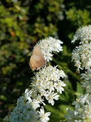 Callophrys augustinus iroides