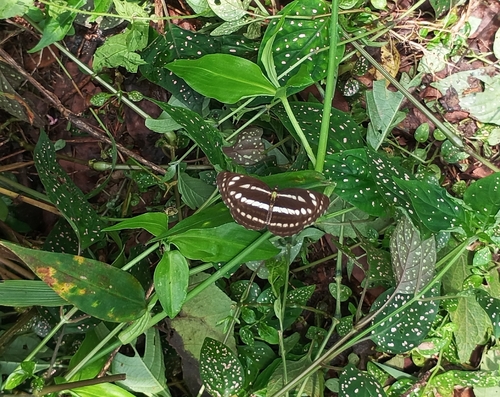 Common Sailer