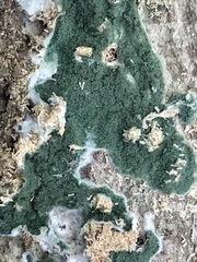 Trichoderma stilbohypoxyli