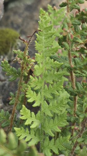 Woodsia ilvensis, photograph 4