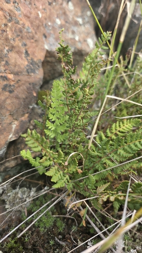 Woodsia ilvensis, photograph 5