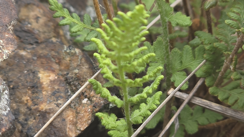 Woodsia ilvensis; photograph (c) cdn_explore, some rights reserved (CC BY)