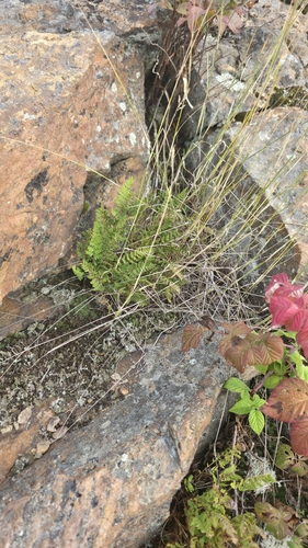 Woodsia ilvensis, photograph 6