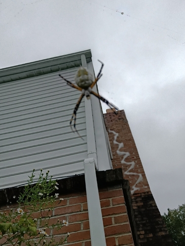 Banded Garden Spider
