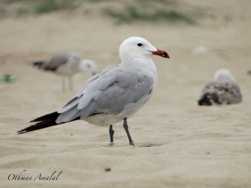 Audouin's Gull