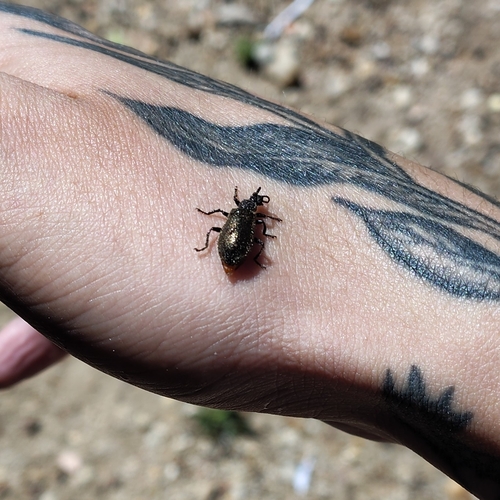 Hairy Darkling Beetle