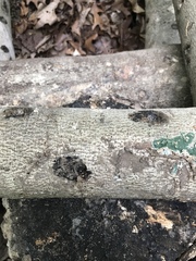 Trichoderma stilbohypoxyli