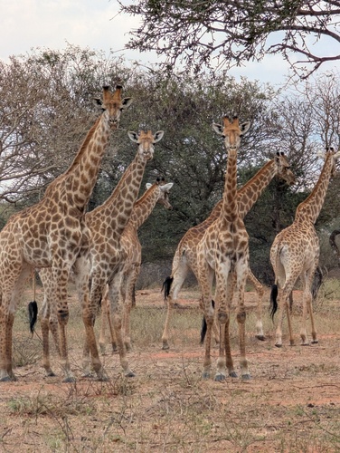 Southern Giraffe