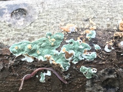 Trichoderma stilbohypoxyli