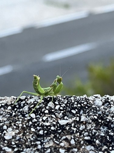 European Dwarf Mantis
