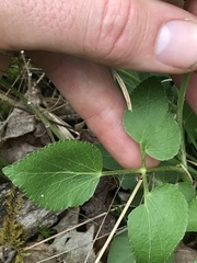 Thaspium trifoliatum aureum