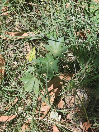 castor bean