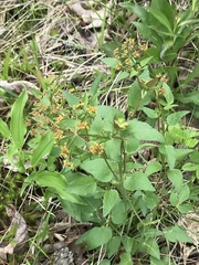 Thaspium trifoliatum aureum