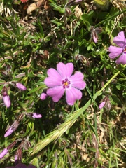 Phlox subulata