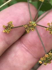 Thaspium trifoliatum aureum