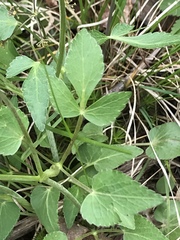 Thaspium trifoliatum aureum