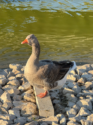 Domestic Greylag Goose