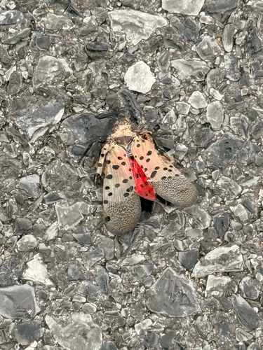 Spotted Lanternfly