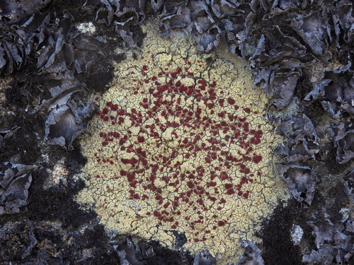 Alpine Bloodspot Lichen