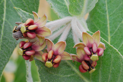 Asclepias californica