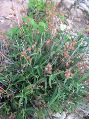 Teucrium asiaticum