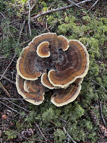 Phaeolus hispidoides