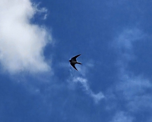 Barn Swallow