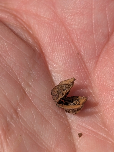 Ascomycete Fungi