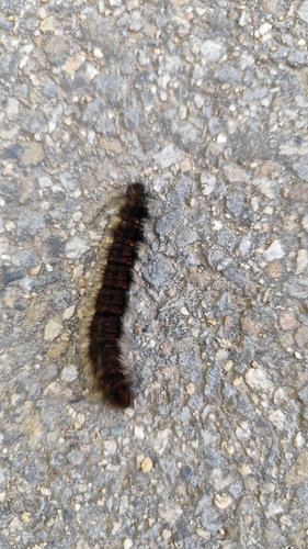 Fox Moth