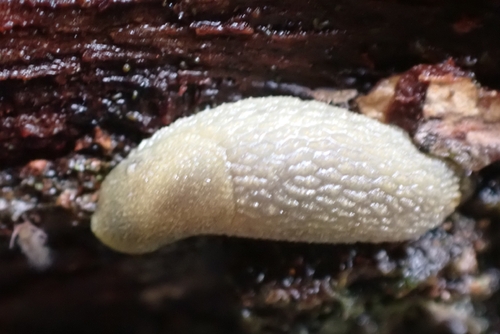Hedgehog Slug, 6031 LG Nederweert, Nederland, photo 9 of 10