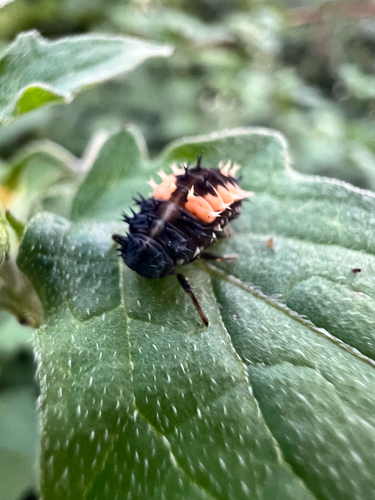 Asian Lady Beetle
